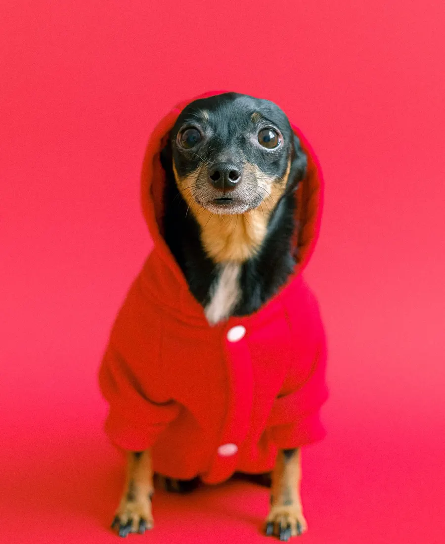 A small dog in a red hoodie on a red backdrop