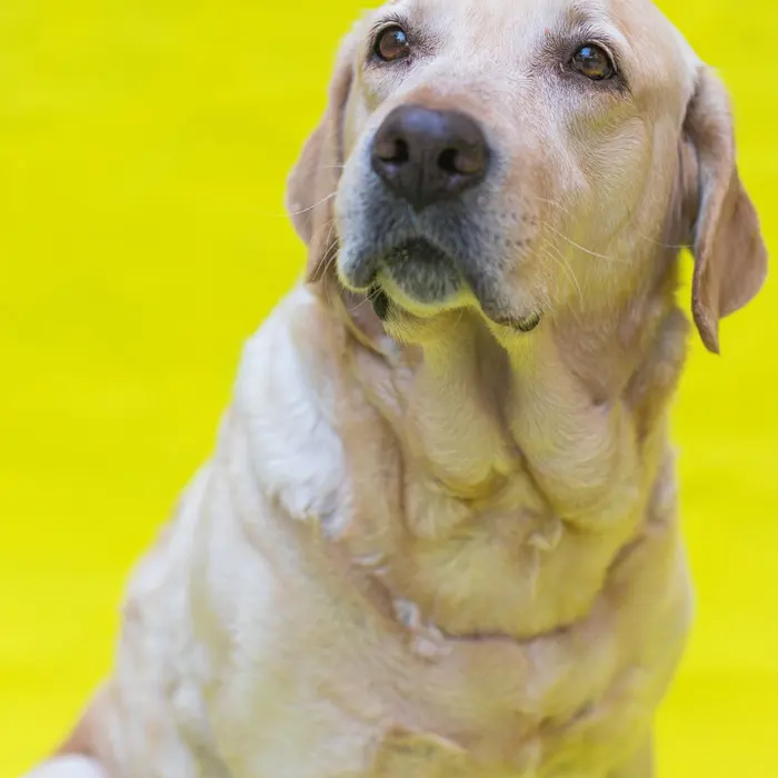 A Labrador on a yellow-green backdrop