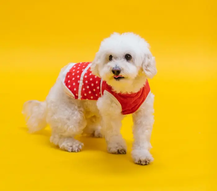 A poodle in a red polka-dot outfit on a yellow backdrop