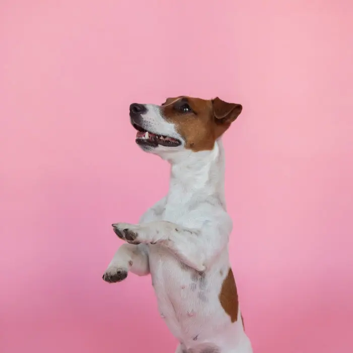 A Jack Russell terrier jumping on a pink backdrop