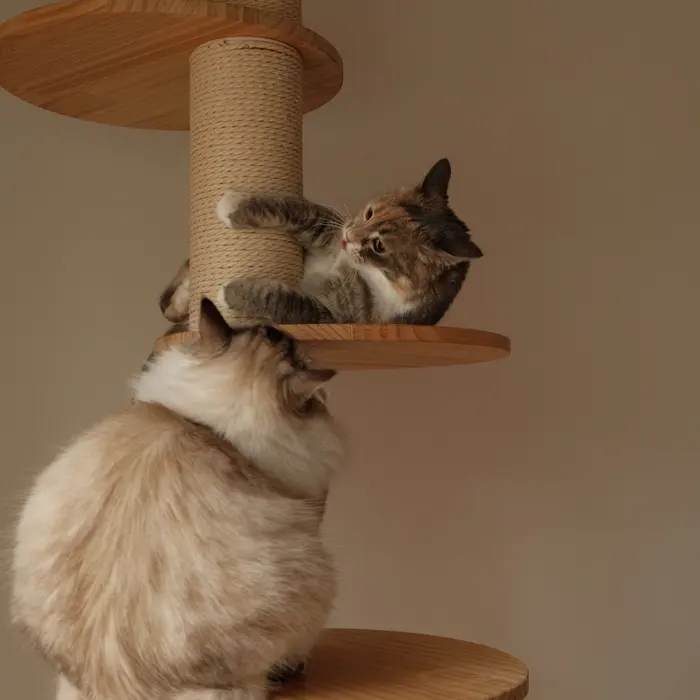 Two cats on a cat tree