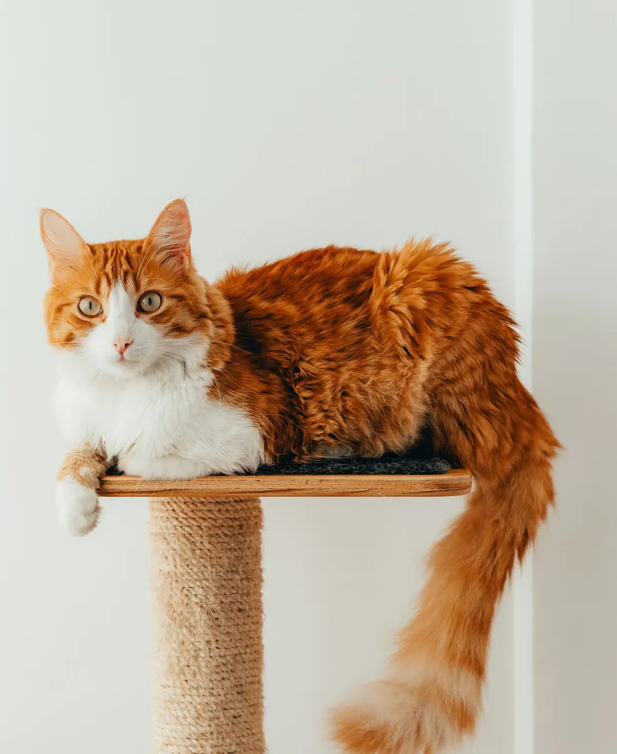 A ginger cat resting on a scratching post