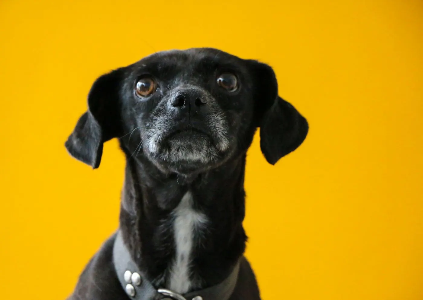 A black dog with a grey muzzle on a yellow backdrop