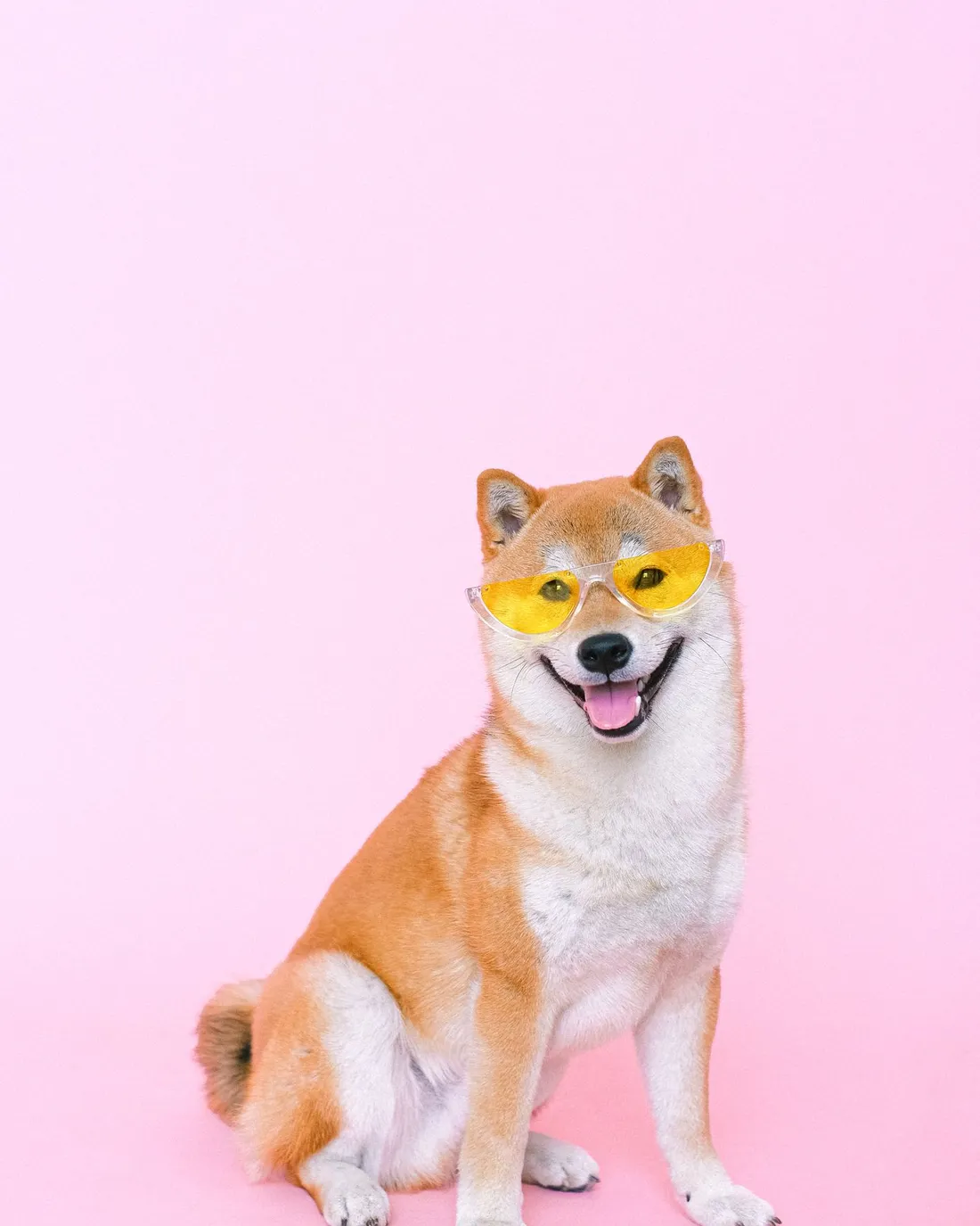 A Shiba Inu in yellow sunglasses sitting on a pink studio backdrop