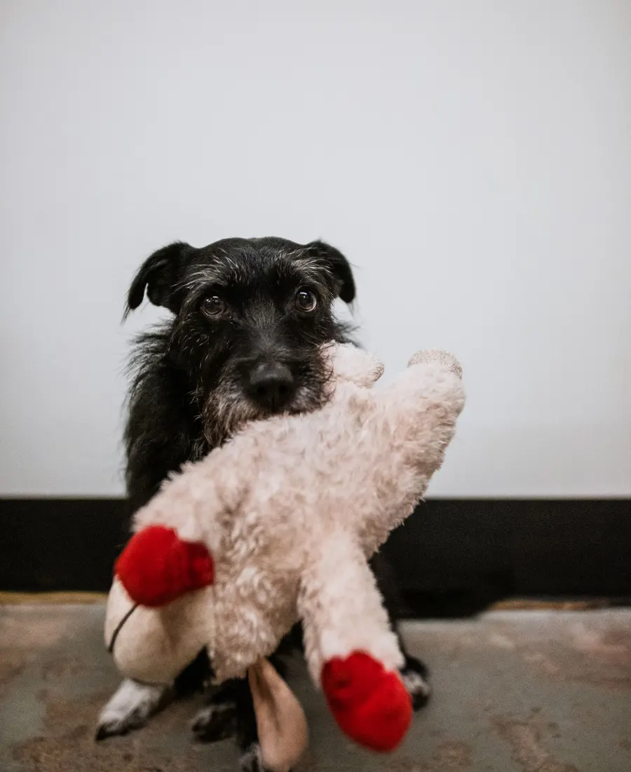 A black terrier holding a plush toy