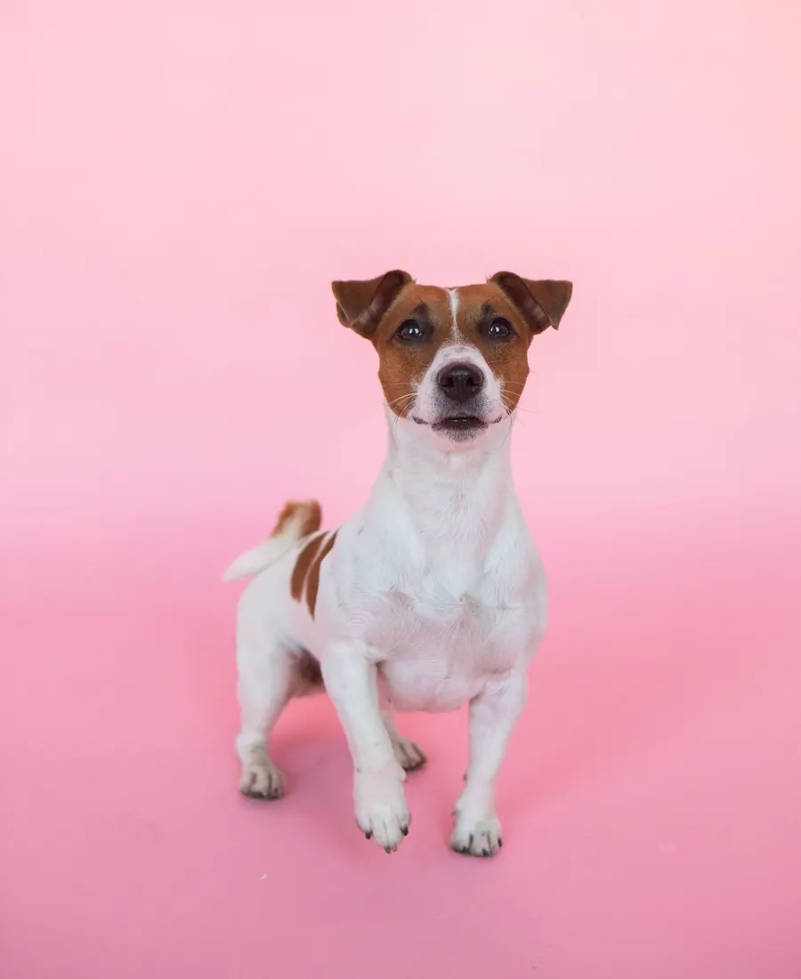 A Jack Russell terrier on a pink studio backdrop