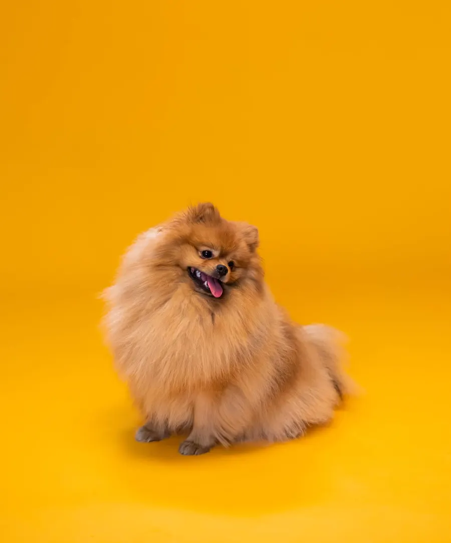A Pomeranian sitting on a yellow backdrop